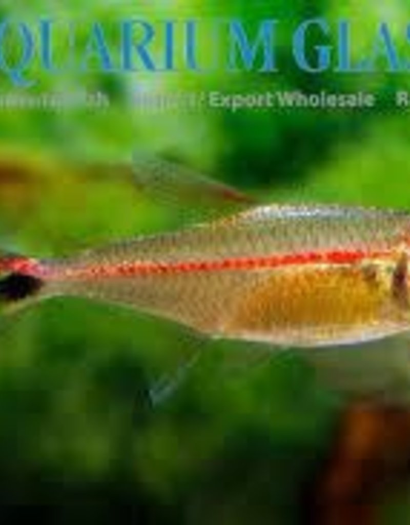 Red Stripe Tetra - Freshwater
