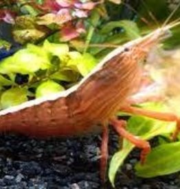 Rock (Bamboo) Shrimp - Freshwater