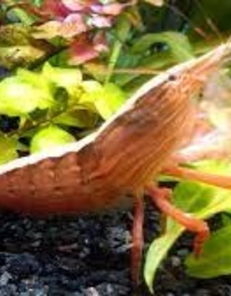 Rock (Bamboo) Shrimp - Freshwater