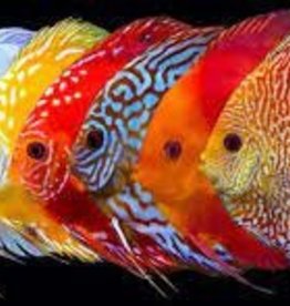 Discus (Small) - Freshwater