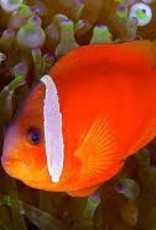 Barberi Clownfish - Saltwater
