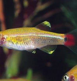 Golden White Cloud - Freshwater