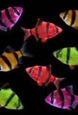 Glofish Tiger Barb - Freshwater
