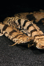 Barred (Delhezi) Bichir - Freshwater