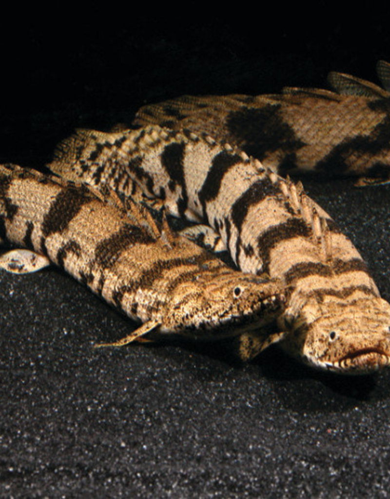 Barred (Delhezi) Bichir - Freshwater