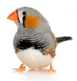 Zebra Finch