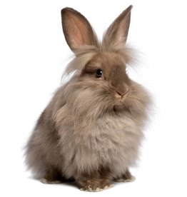 Assorted Dwarf Rabbit
