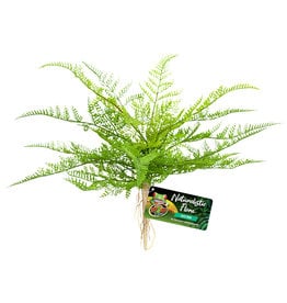 Zoo Med Zoo Med Naturalistic Flora - Lace Fern