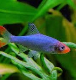 Asian Rummynose (Sawbwa) Rasbora - Freshwater