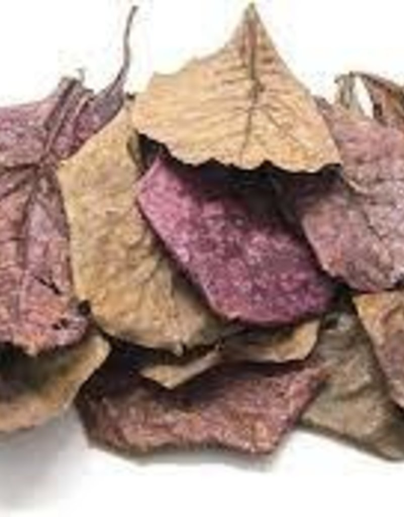 Indian Almond Leaves - Large