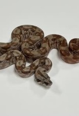 Snake - Central American Boa (Hypo Motley)