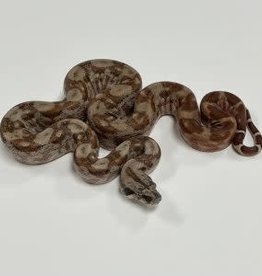 Snake - Central American Boa (Hypo Motley)