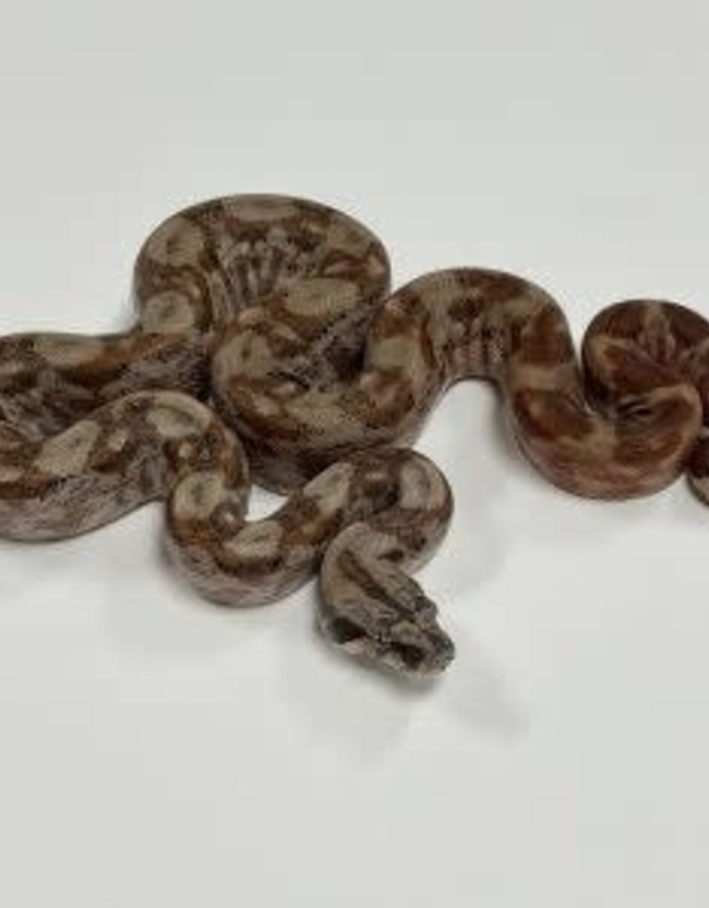 Snake - Central American Boa (Hypo Motley)