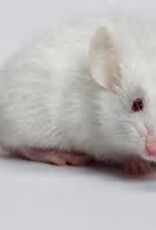 Mice