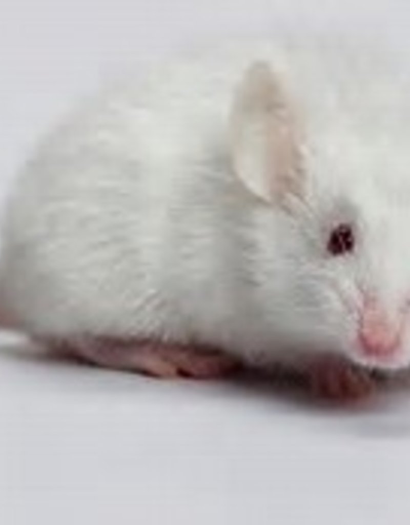 Mice