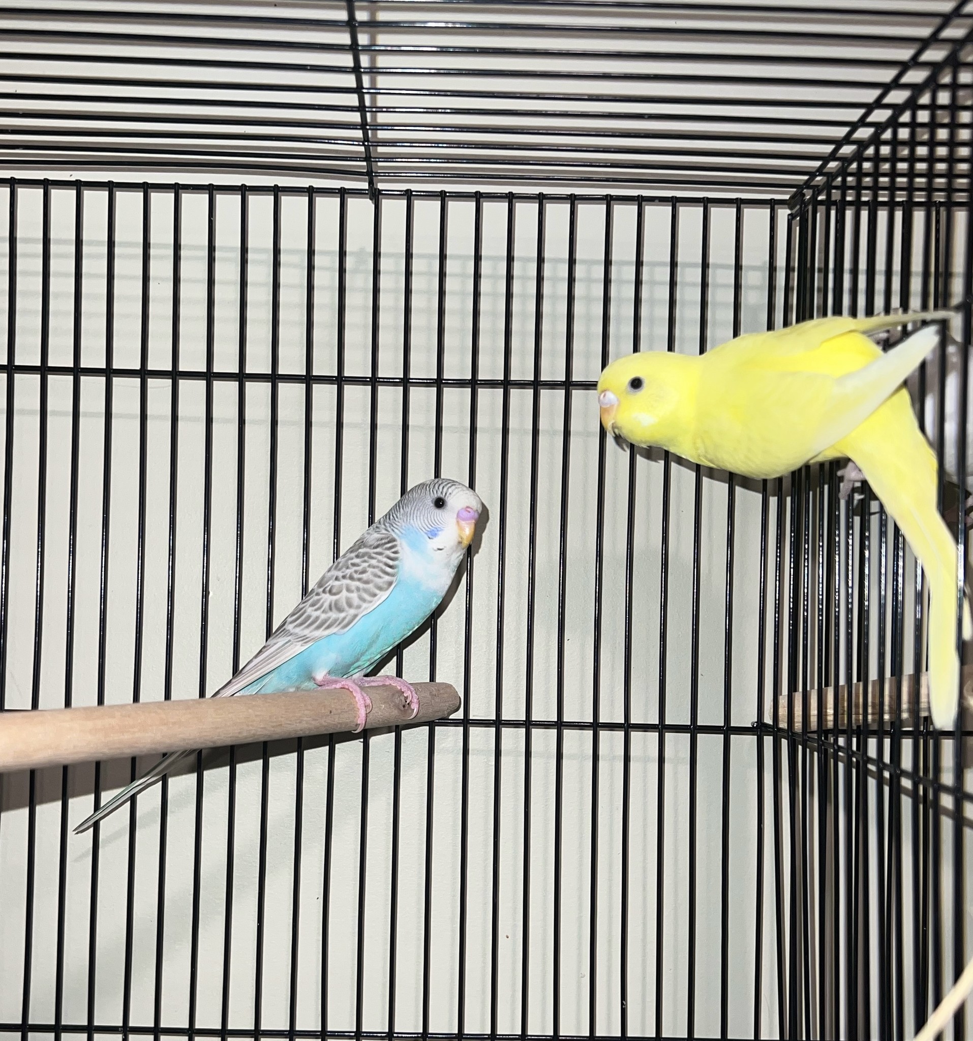 Budgie