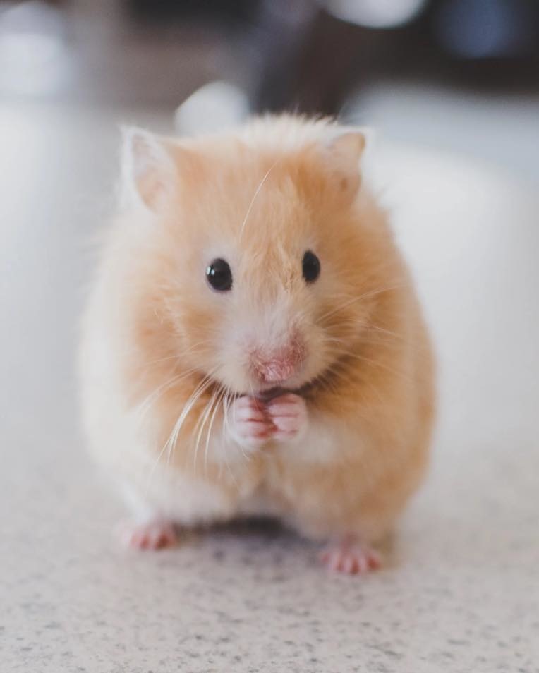 Hamster