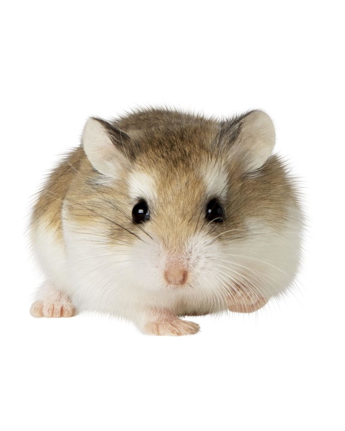 Hamster