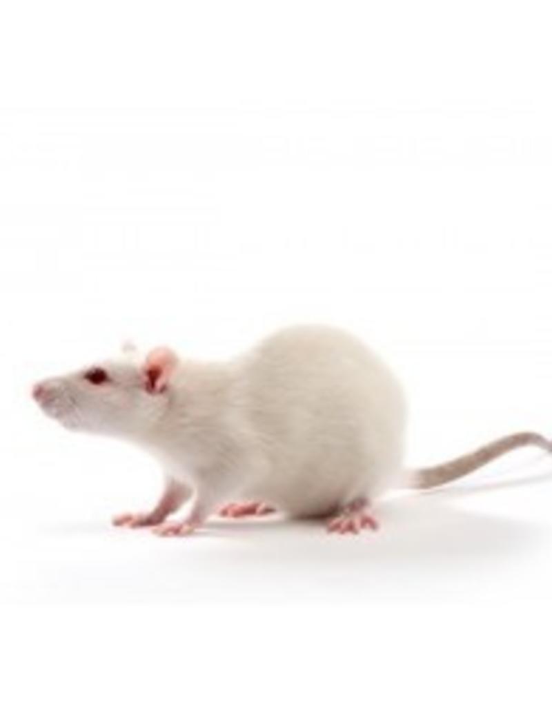 Medium Frozen Rat Feeder Pet Central