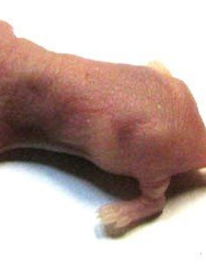 Frozen Feeder Pinky Mice Pet Central