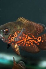 Tiger Oscar 2" - Freshwater