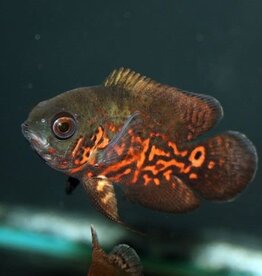 Tiger Oscar 2" - Freshwater