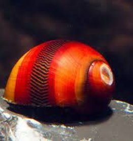 Red Nerite Snails - Saltwater