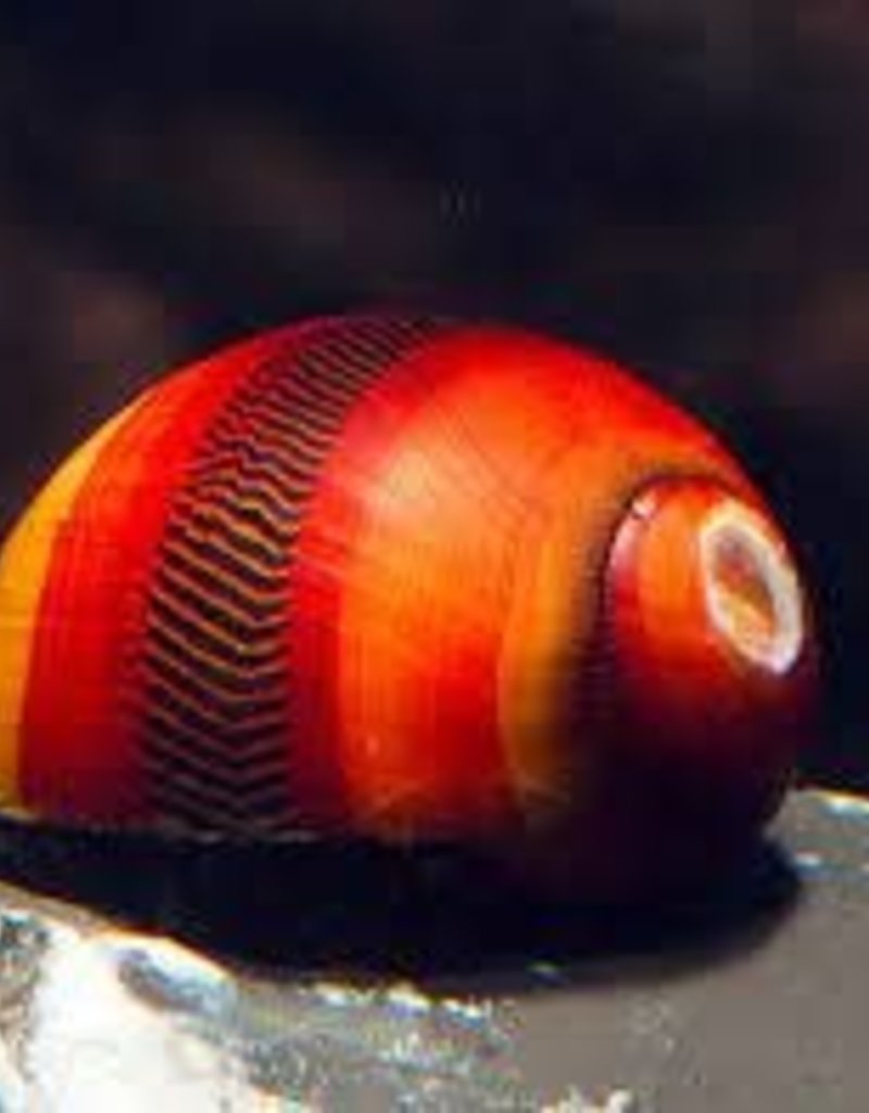 Red Nerite Snails - Saltwater