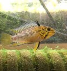 Apistogramma Guaviare Dwarf Cichlid - Freshwater