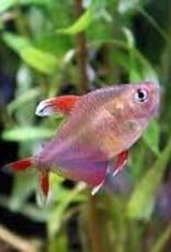 Candycane Tetra - Freshwater