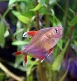 Candycane Tetra - Freshwater