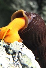 Orange Rabbit Snail - Freshwater