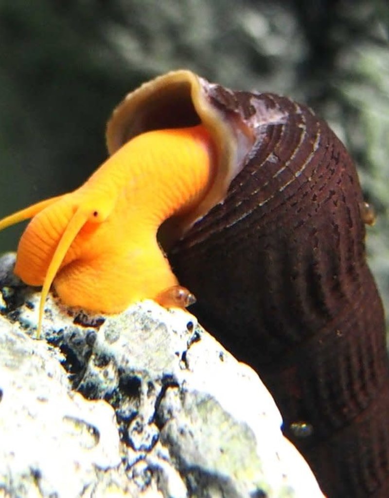 Orange Rabbit Snail - Freshwater