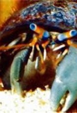 Left Handed Hermit Crab - Saltwater