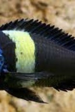 Duboisi Tropheus Cichlid - African - Freshwater