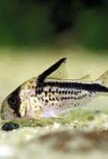 Loxozonus Corydoras Catfish - Freshwater