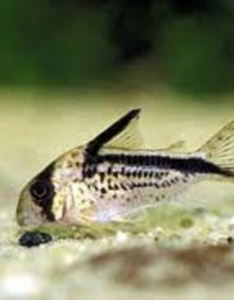 Loxozonus Corydoras Catfish - Freshwater
