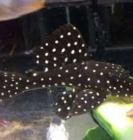 Snowball Pleco (L201) - Freshwater