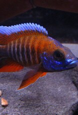 African Cichlid - Jacobfreibergi - Freshwater