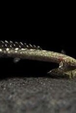 Ornate Bichir - Freshwater