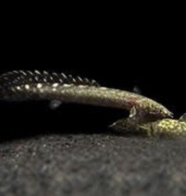 Ornate Bichir - Freshwater