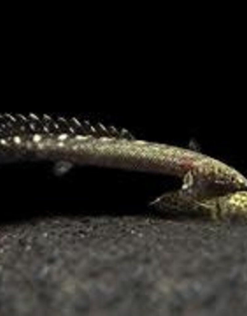 Ornate Bichir - Freshwater