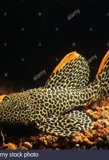 Hi-Fin Spotted Pleco - Freshwater