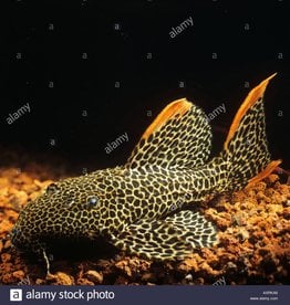 Hi-Fin Spotted Pleco - Freshwater
