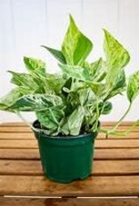 Potted Pothos Marble Queen Plants - 3.5"