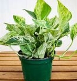 Potted Pothos Marble Queen Plants - 3.5"