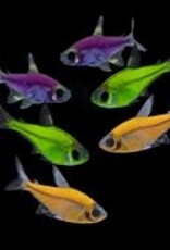 Glofish Pristella Tetra - Freshwater