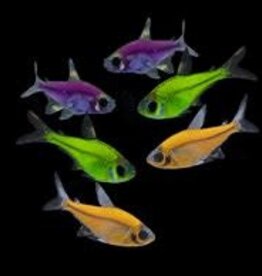 Glofish Pristella Tetra - Freshwater