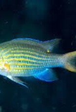 Lined Puller Chromis -  Saltwater