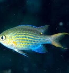 Lined Puller Chromis -  Saltwater